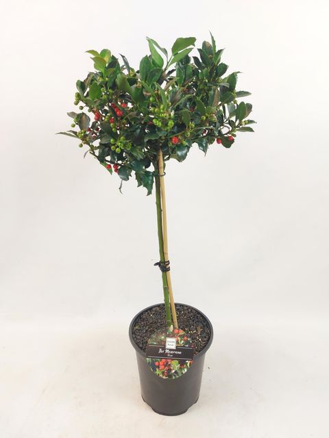 Ilex mes Blue Maid - Holly with Berries