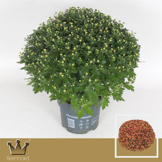 Chrys Gr Jas D Orange Bol 40cm