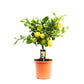 Lemon tree