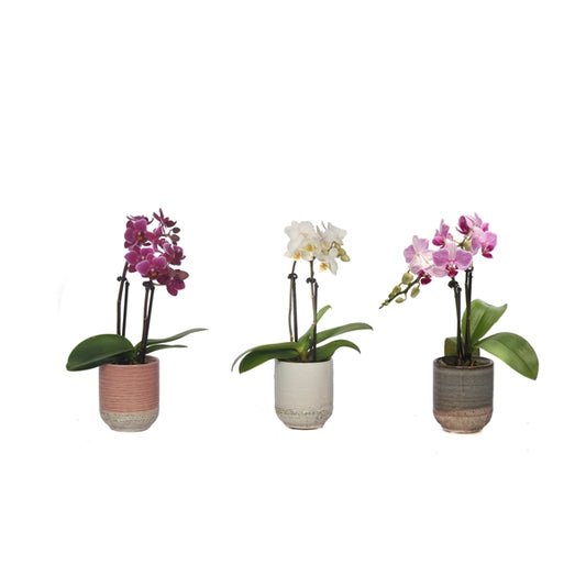 Orchid Phal Mini Mix 2 Stems + Beca Ceramic Pot