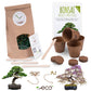 Bonsai starter kit growing kit - AFRICAN WISTERIA AND AUSTRALIAN PINE SEEDS