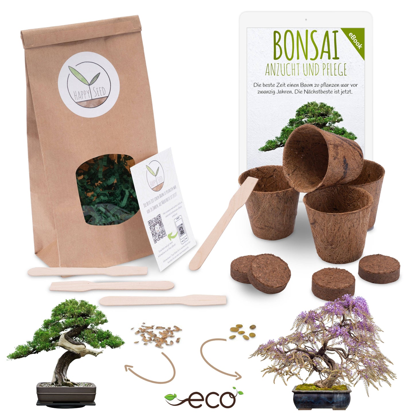 Bonsai starter kit growing kit - AFRICAN WISTERIA AND AUSTRALIAN PINE SEEDS