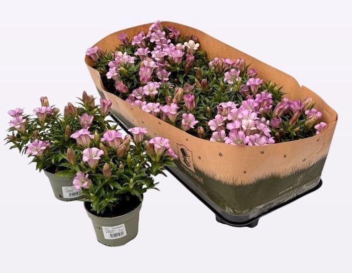 Gent R D Pink Star