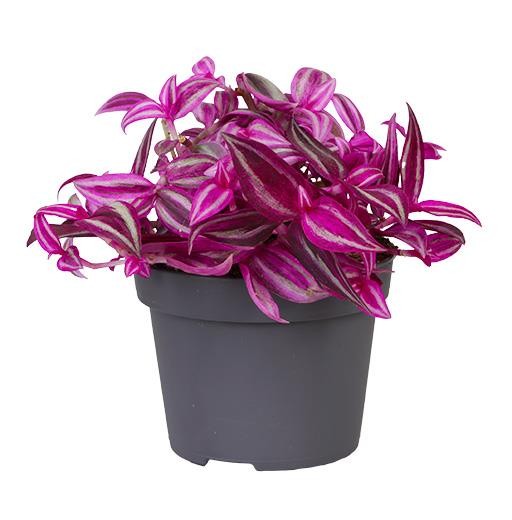 Tradescantia Pink paradise