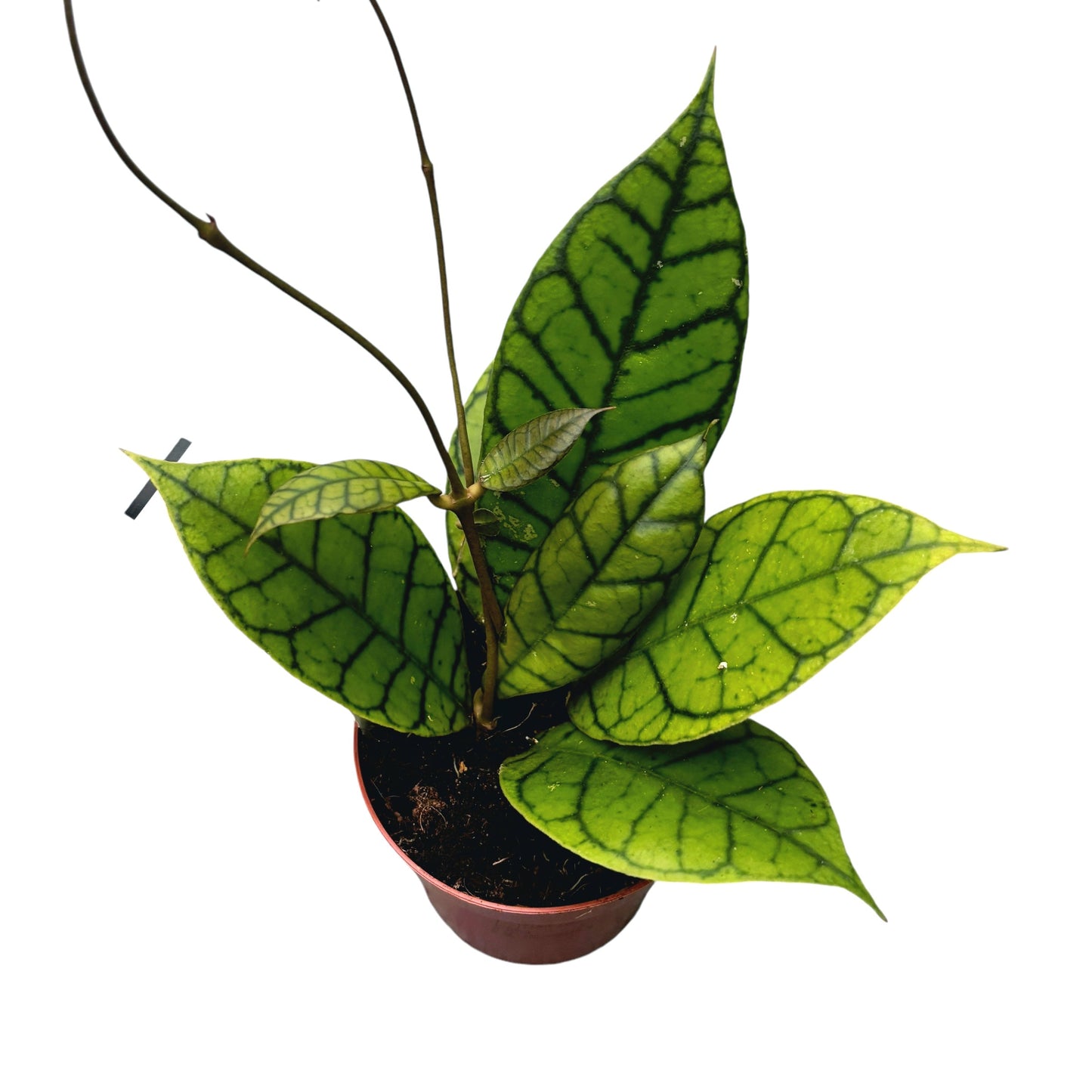 Hoya Callistophylla