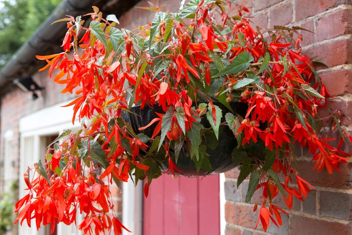 Begonia B Bona Red Basket