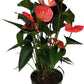 Anthurium an Maine