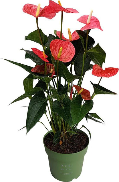 Anthurium an Maine