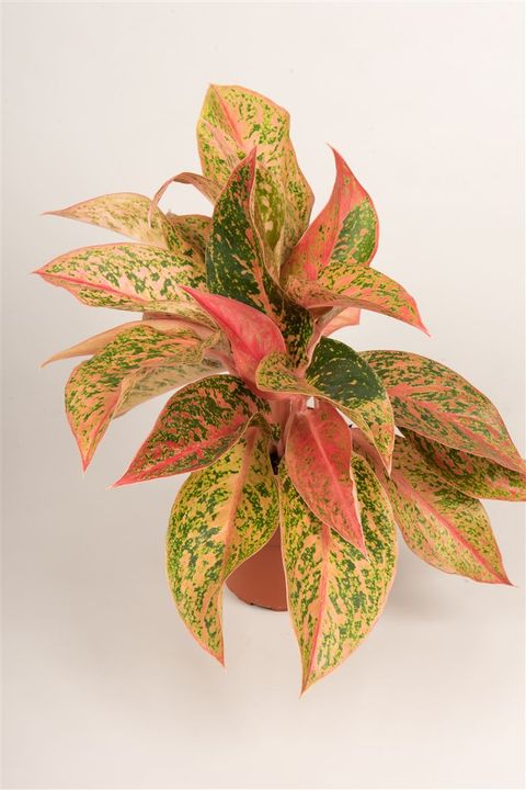 Aglaonema Prestige