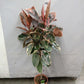 Ficus elastica Belize -Pink Rubber Plant