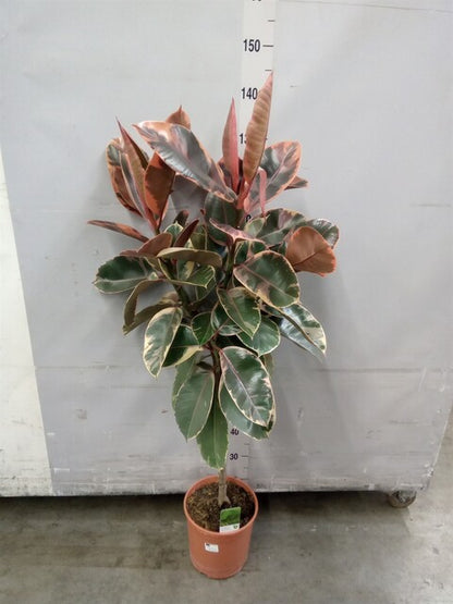 Ficus elastica Belize -Pink Rubber Plant