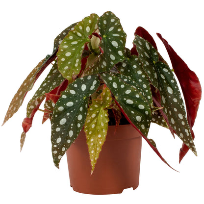 Begonia Maculata - Begonia Polka Dot