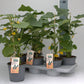 Mini Cucumber Bio