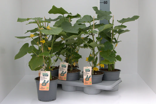 Mini Cucumber Bio