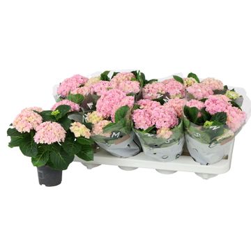 Hydrangea macr Felina Pink 4+