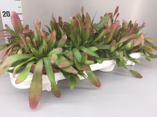 Rhipsalis Red Coral Hang