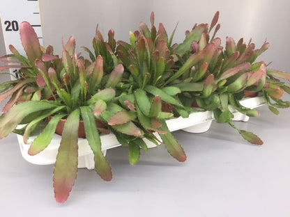 Rhipsalis Red Coral Hang