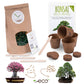 Bonsai starter kit growing kit - AFRICAN WISTERIA AND AUSTRALIAN PINE SEEDS
