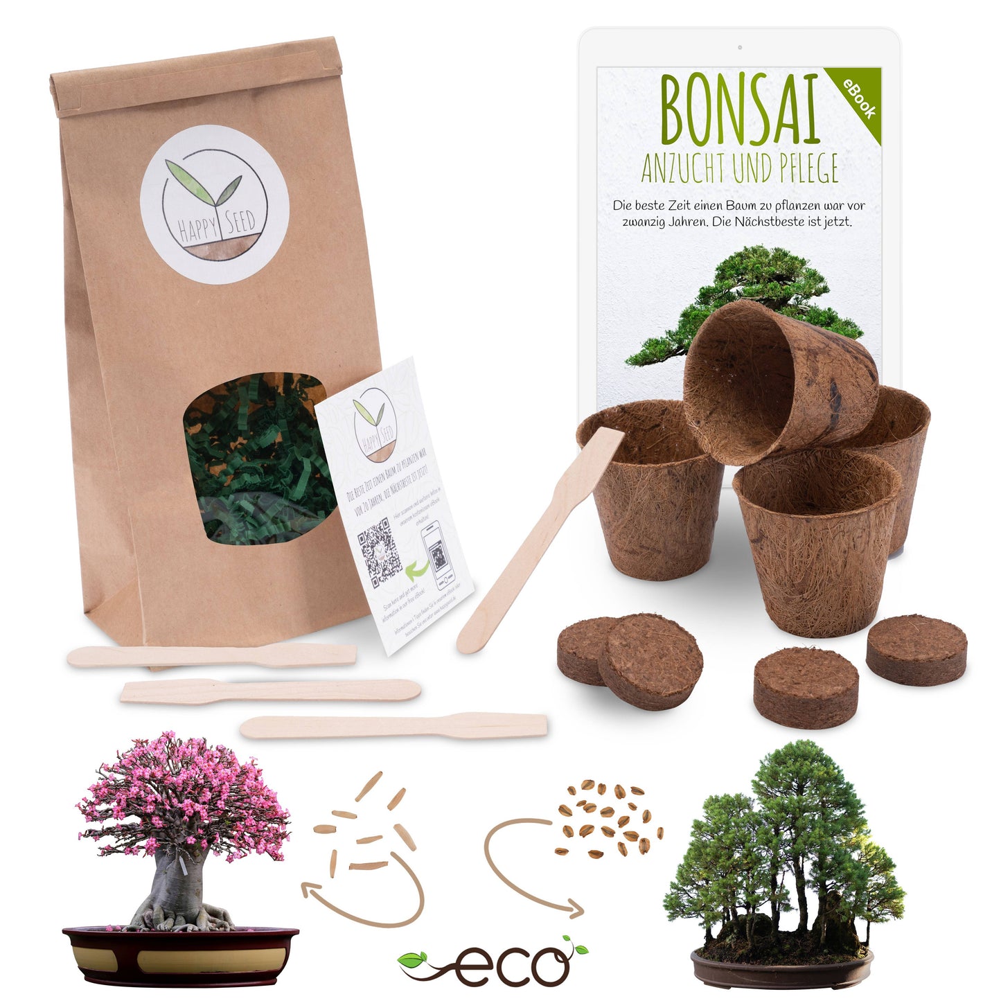 Bonsai starter kit growing kit - AFRICAN WISTERIA AND AUSTRALIAN PINE SEEDS