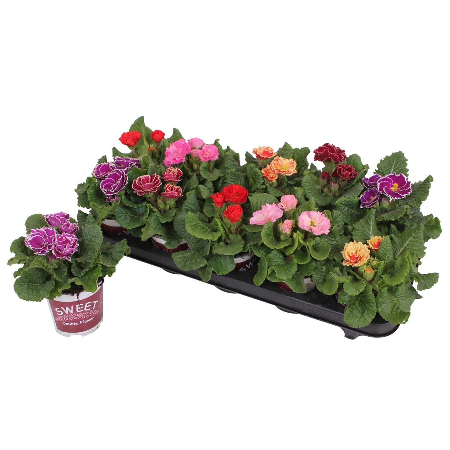 Primula Sirococco Mix