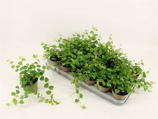 Ficus Pumila 'green sunny'