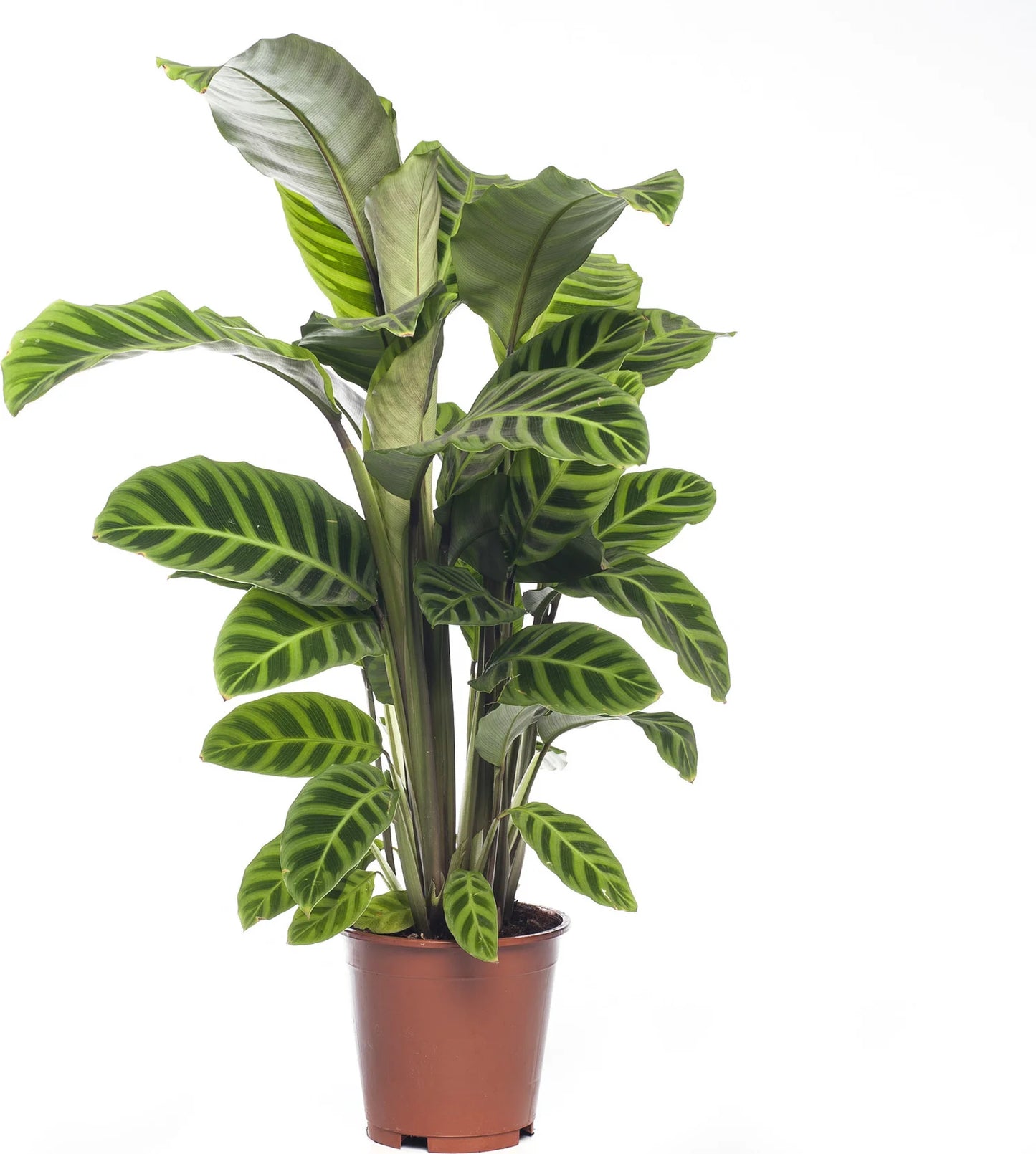 Calathea zebrina