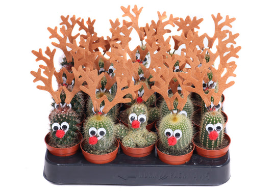 Cactus Reindeer