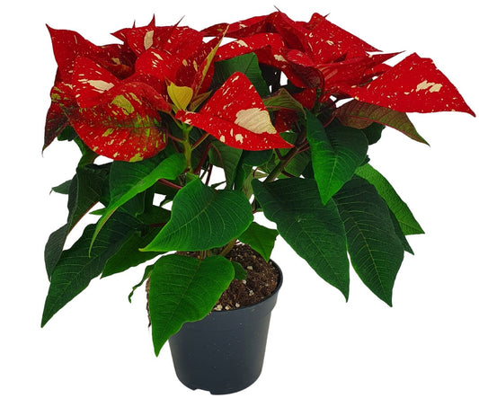 Euphorbia pulc. 'Superba New Glitter' Poinsettia