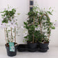 Clematis Garland Ov White