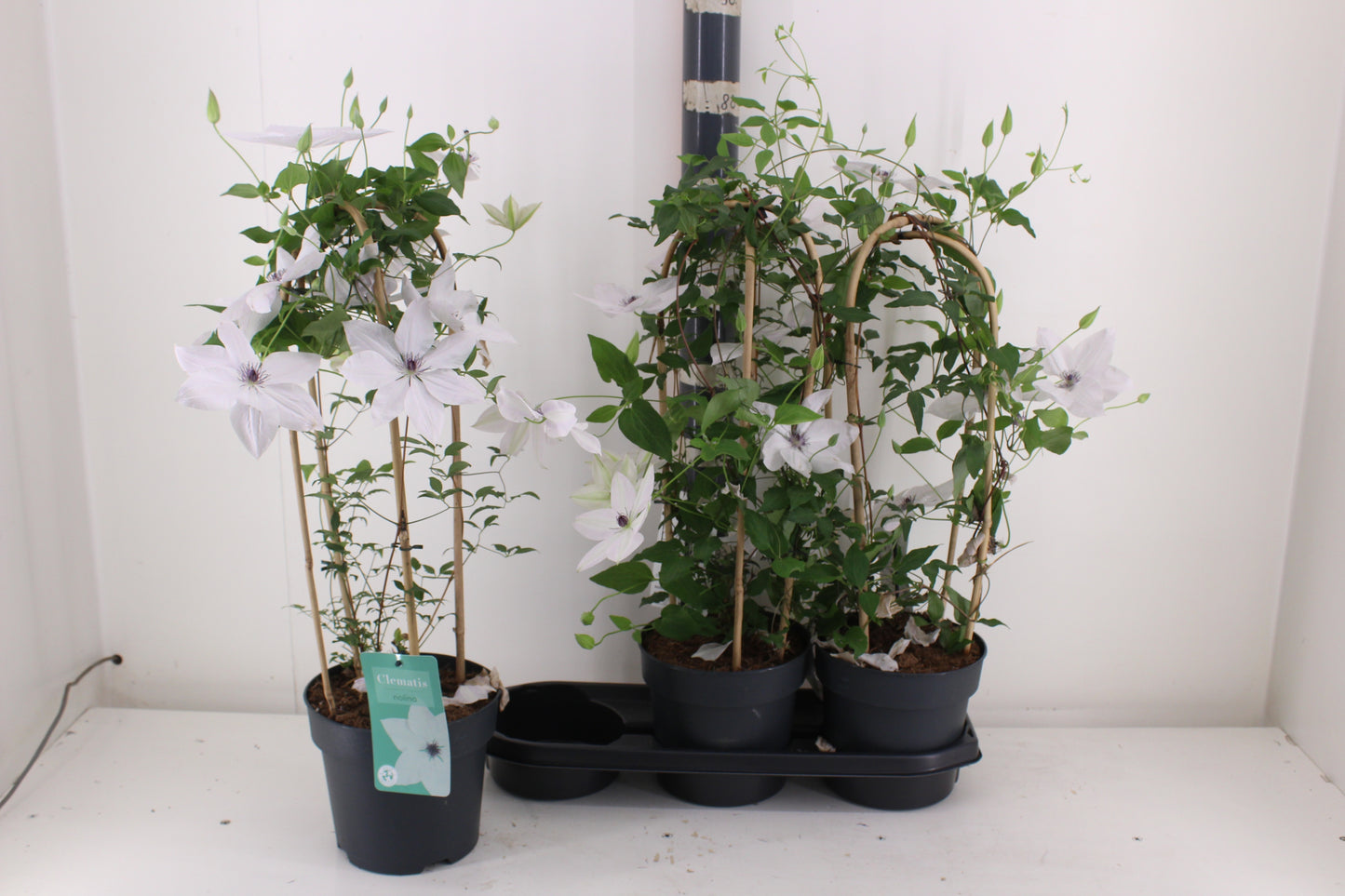 Clematis Garland Ov White