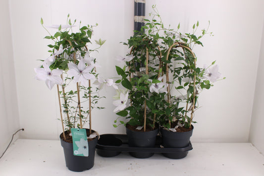 Clematis Garland Ov White