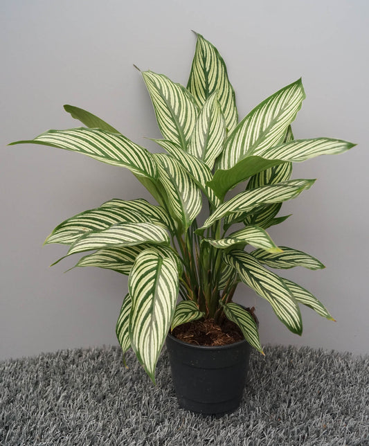 Calathea Vitata