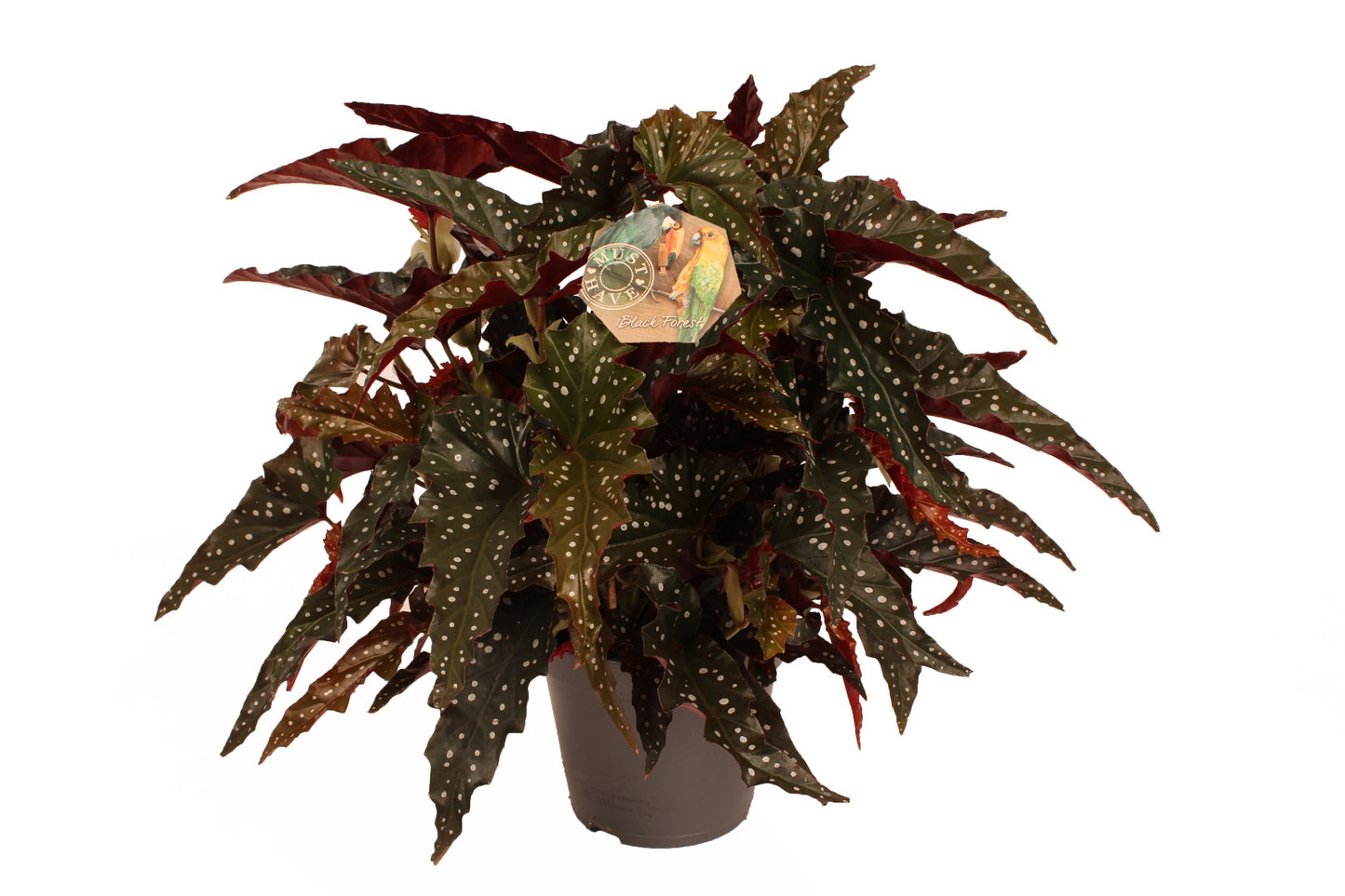 Begonia Maculata Spottled Dark