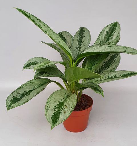 Aglaonema Silver frost