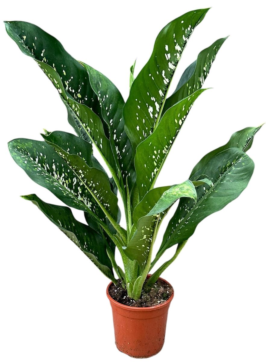 Dieffenbachia 'crocodile'