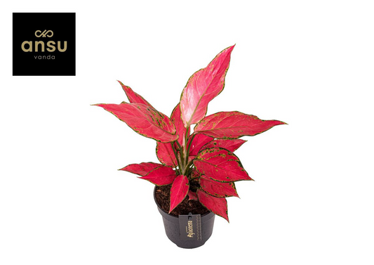 Aglaonema Cherry Baby