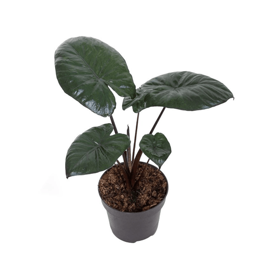 Alocasia Chocolate Green