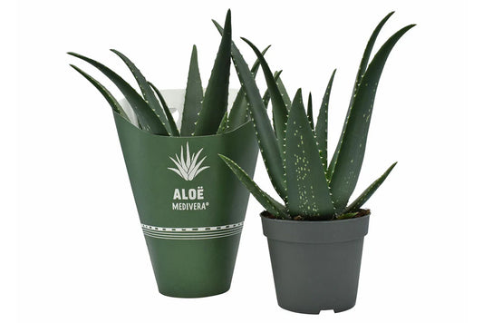 Aloe Medivera