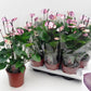 Anthurium andr Purple Love