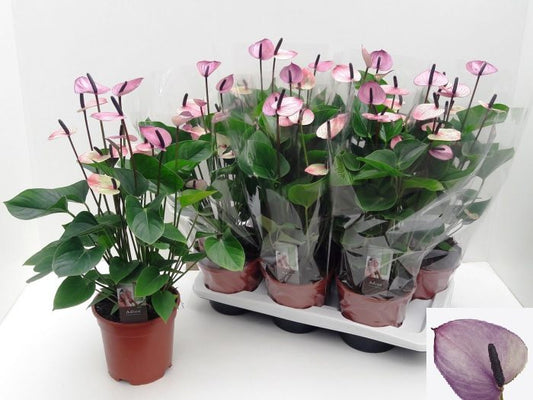 Anthurium andr Purple Love
