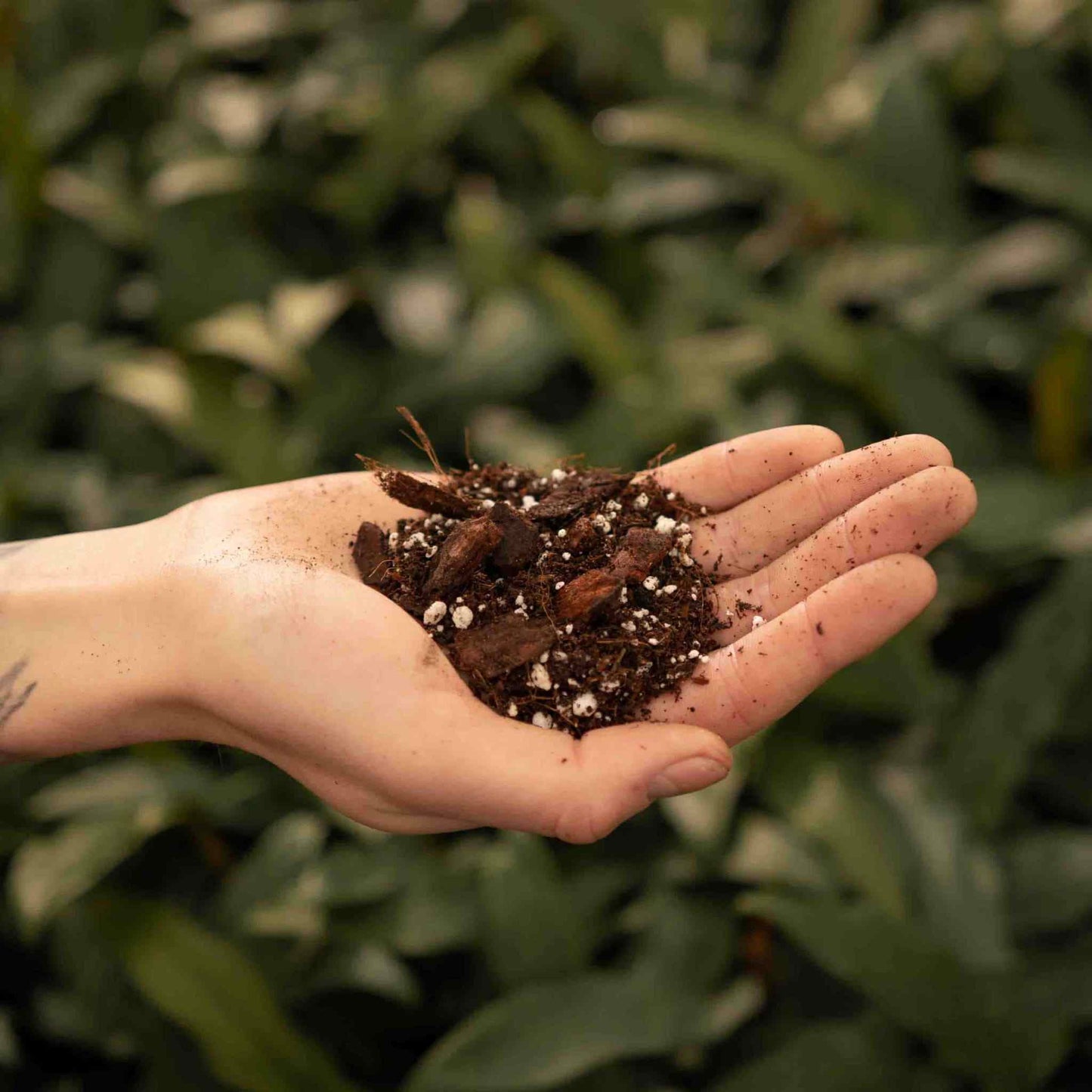 Sybotanica Anthurium Mix