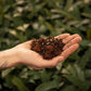 Sybotanica Aroid Mix (Monstera e.t.c.)