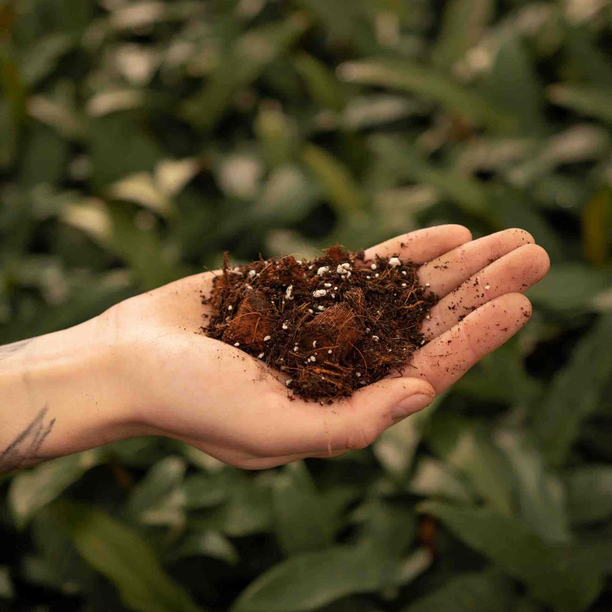 Sybotanica Aroid Mix (Monstera e.t.c.)