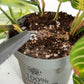 Sybotanica Cacti Slow-Release Plant Food (Organic)