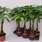 Pachira Aquatica Braided Stem