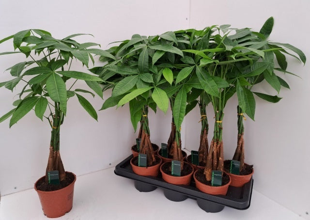 Pachira Aquatica Braided Stem