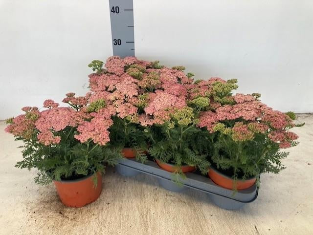 Achilea Millefoilum Pink