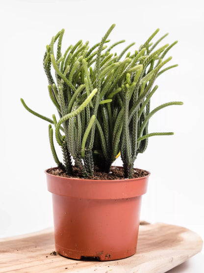 Crassula Harmony in Green