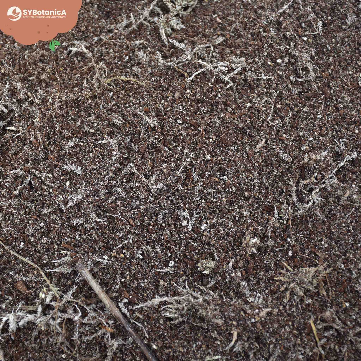Sybotanica Carnivorous Mix