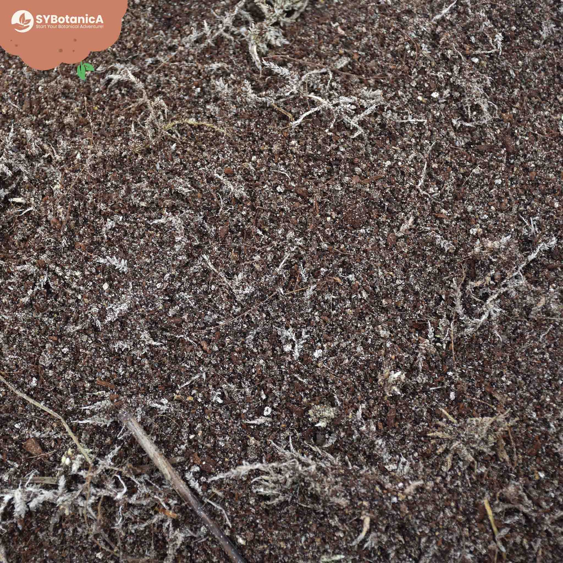 Sybotanica Carnivorous Mix
